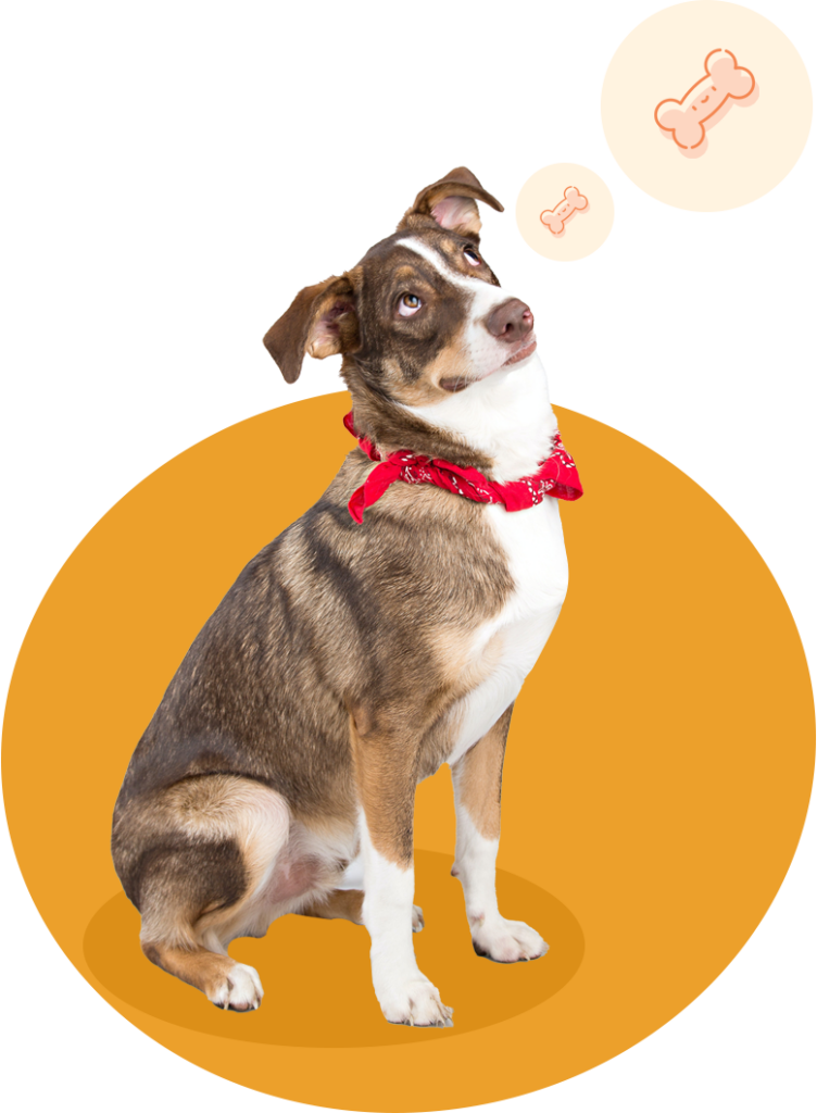 Dog Auction Company in Missouri Heartland Sale Home